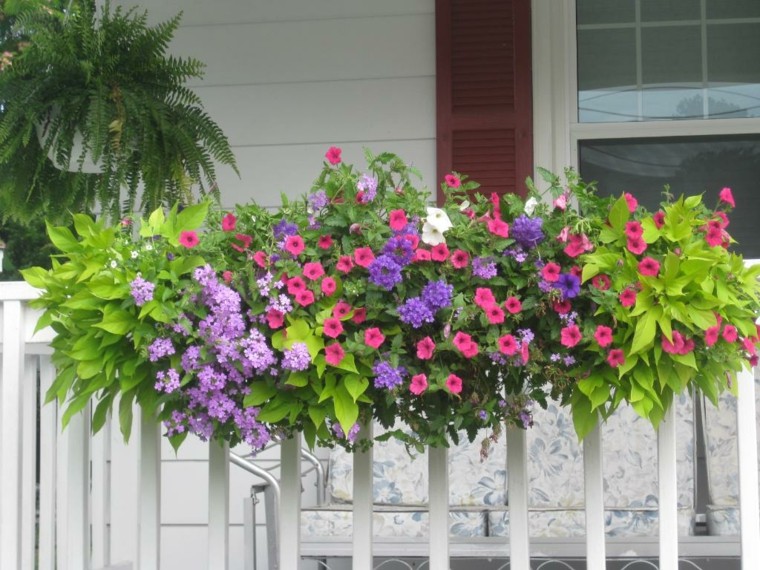 naturalidad balcon valla blanca ideas plantas preciosas