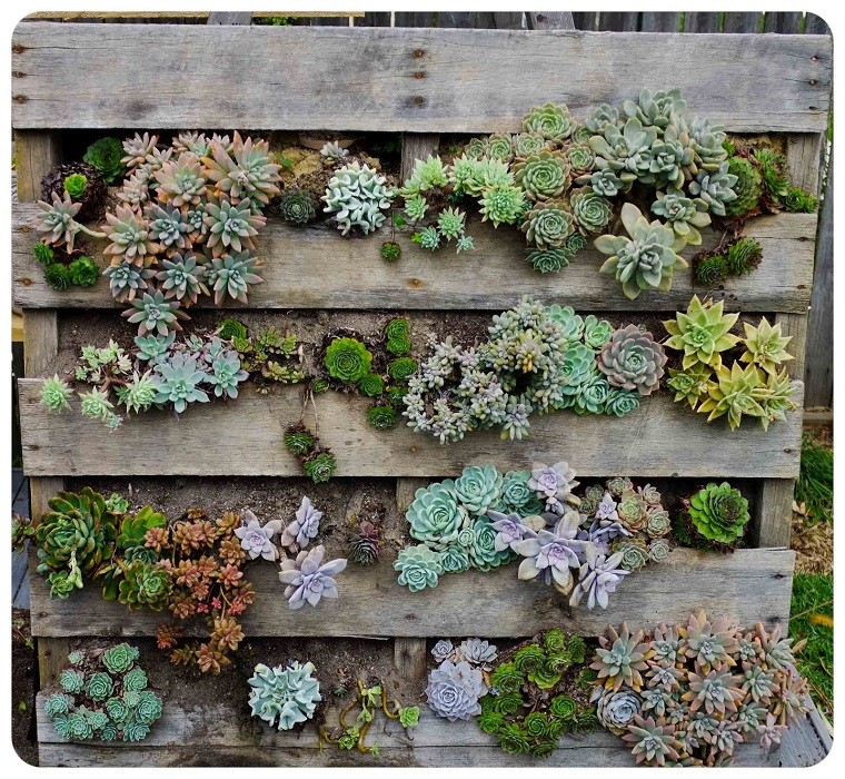 palet bonitas plantas decorativas