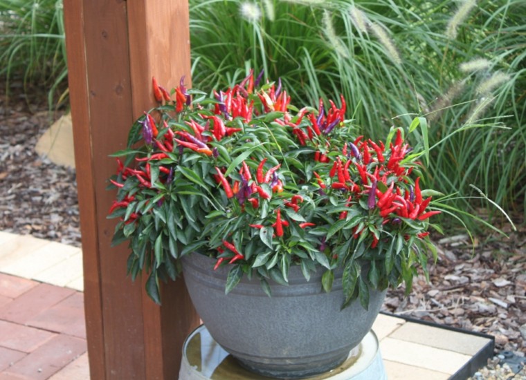 pequeños  pimiendos decorativos jardin