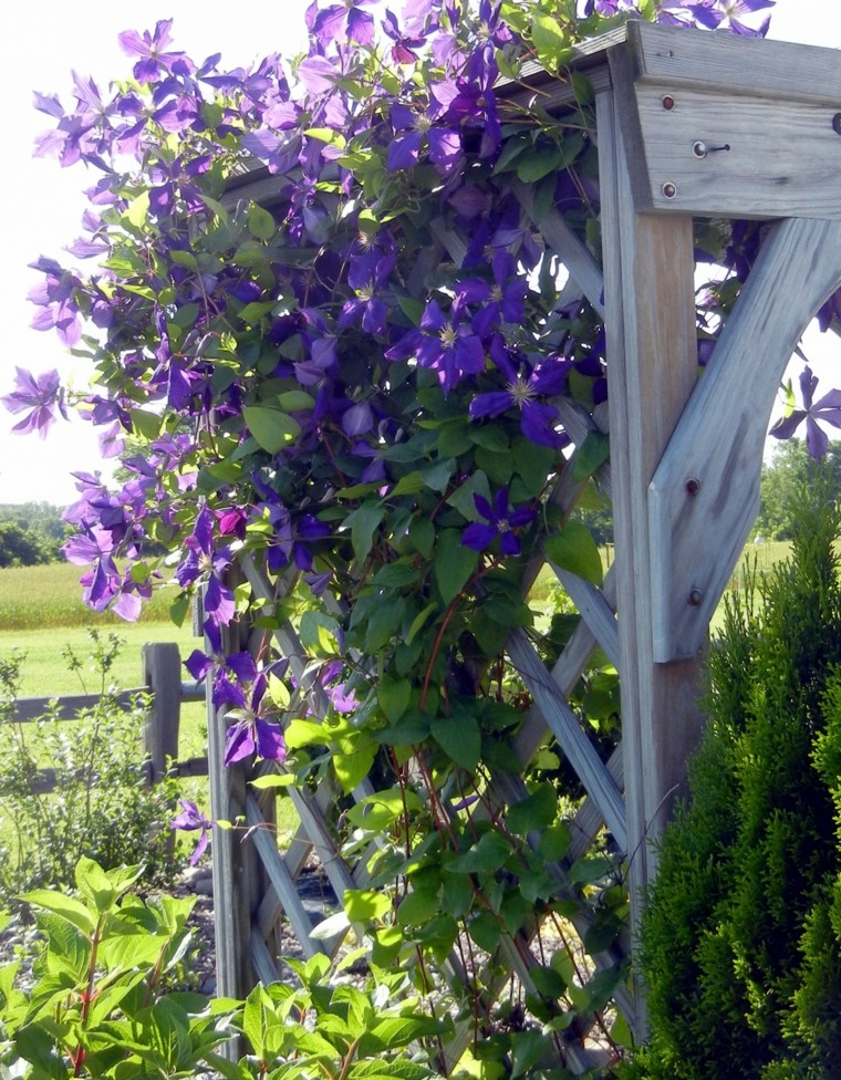 pergola flores trepadores color purpura ideas moderno