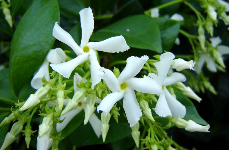 plantas de jardín jazmín blanco
