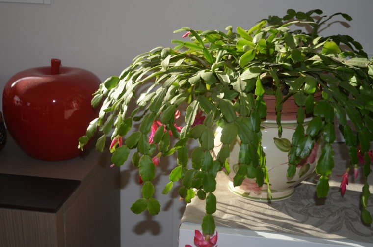 plantas interior maceta mueble mesa