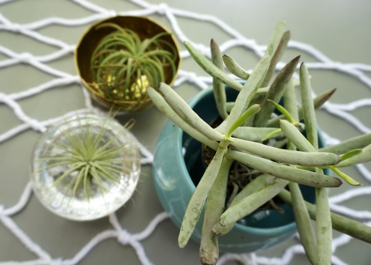 plantas variantes macrame diy suculentas