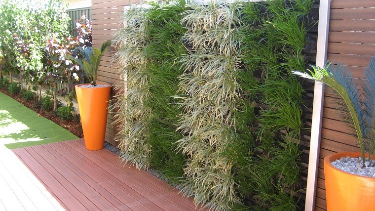 pluma mejicana valla jardin vertical