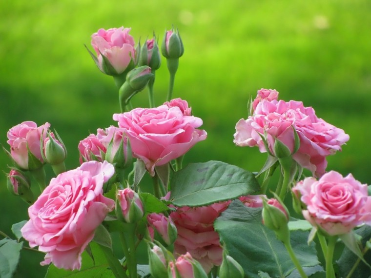 bonitas rosas plantas de jardín