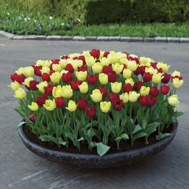 tulipanes amarillo rojo patio macetero