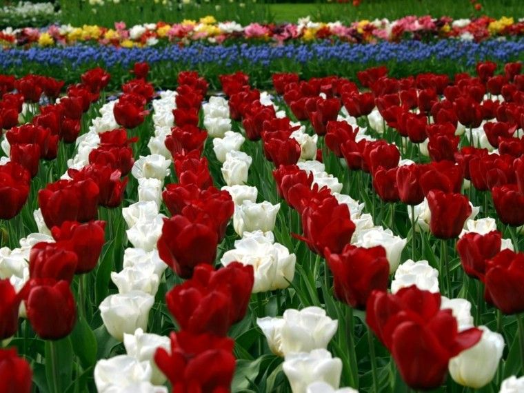 tulipanes blanco rojo bonitos plantados ideas