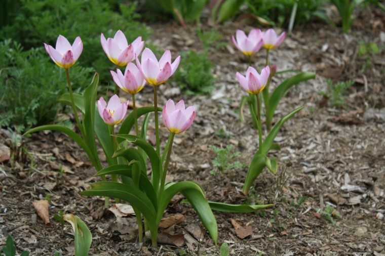 tulipanes rosa amarillo jardin tierra