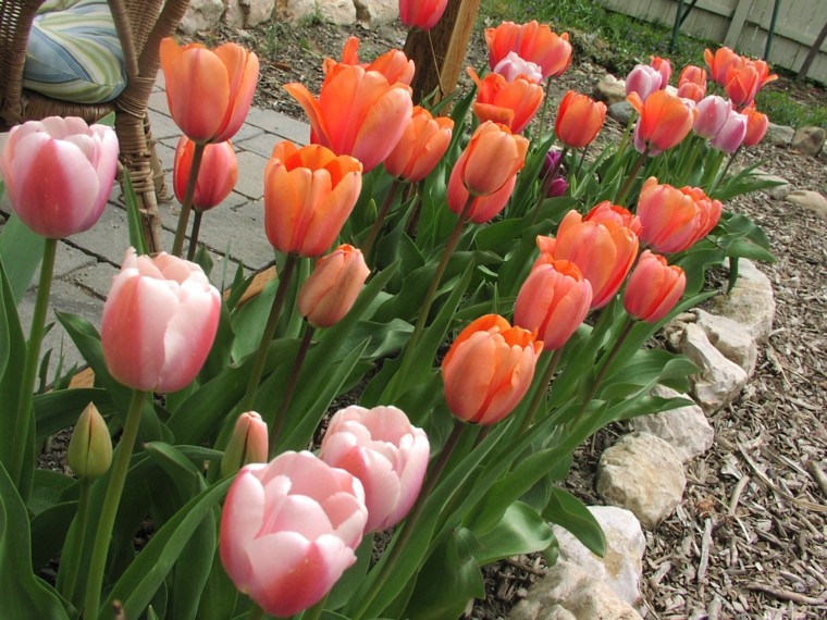 tulipanes varios colores jardin rojos