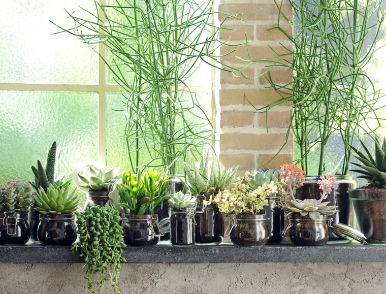 ventana suculentas vidrio plantas luz