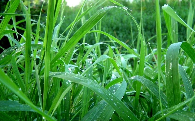 hierba color verde mojada rocio