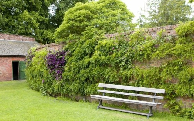 muro jardín plantas enredaderas banco