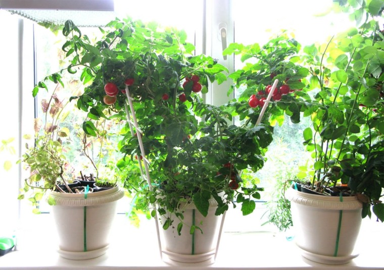 tomates cherry cultivo interior macetas