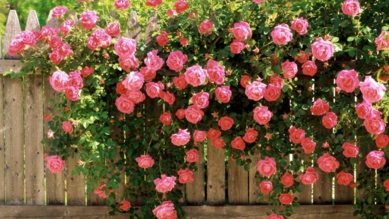 vallas madera decoradas rosal ideas preciosas moderno