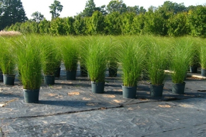 Hierbas ornamentales - lo que hace diferente tu jardín.