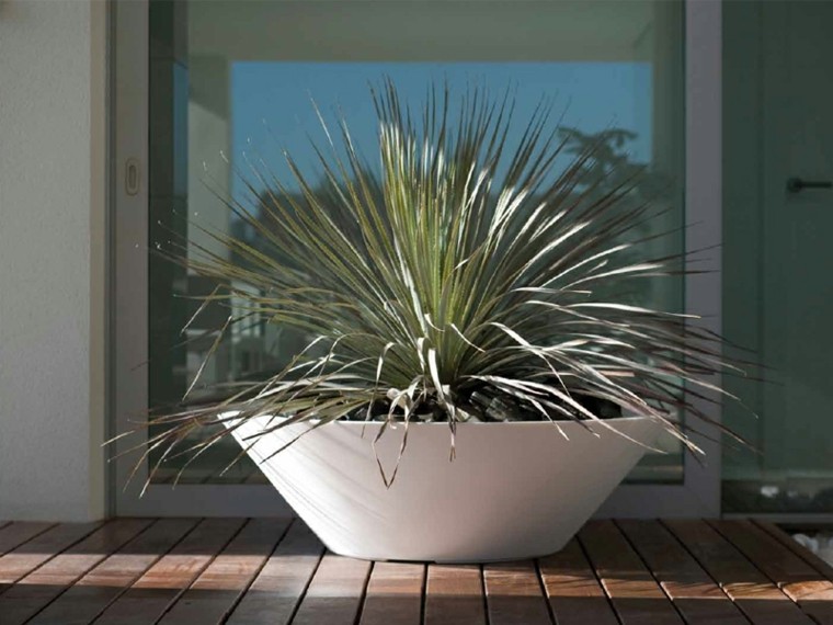 macetas pequenas forma plato jardin ideas