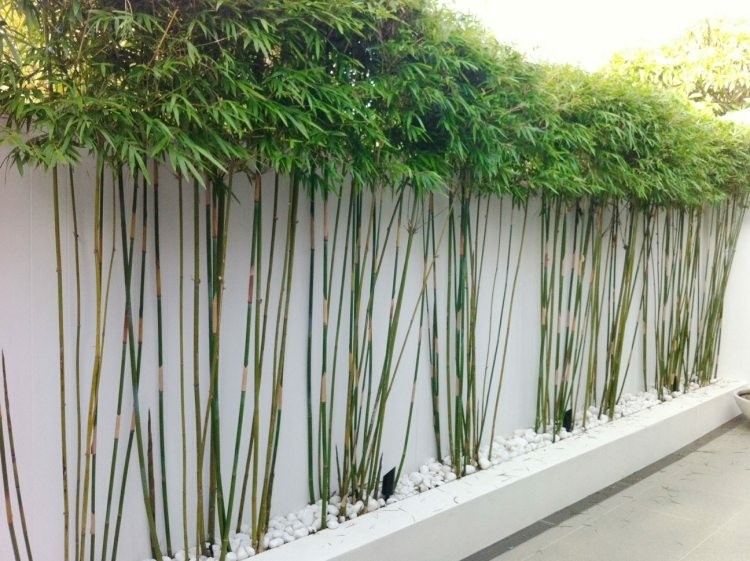  muro jardin plantas bambú