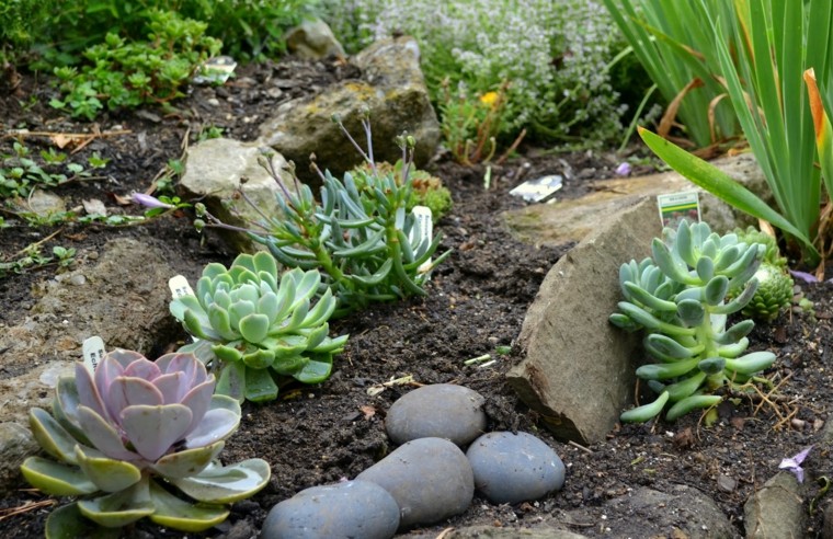 plantas diseño agradable intenso pequeñas