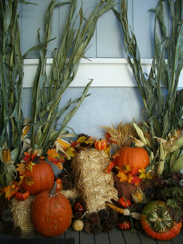 adornos natural calabazas plantas