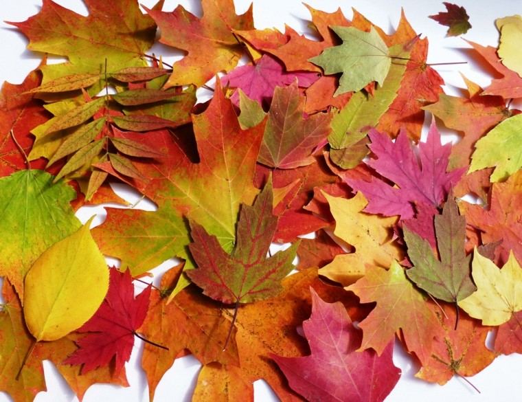 gran tipos hojas colores