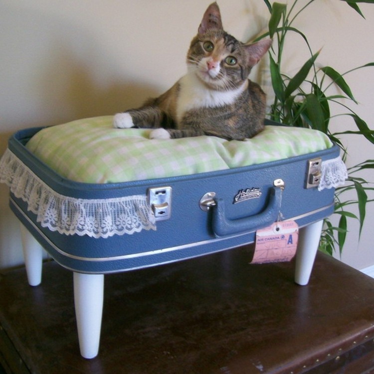 mascotas gato plantas ideas cama