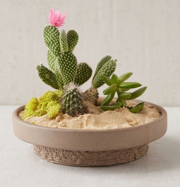 jardin cactus plato arena regalo ideas