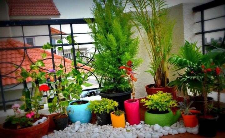 estupenda decoración plantas terraza