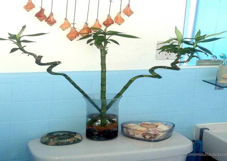 decorar con plantas el baño plantas decorativas estilo natural