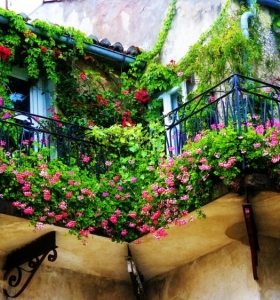 Plantas de exterior para terrazas y balcones - 38 ideas
