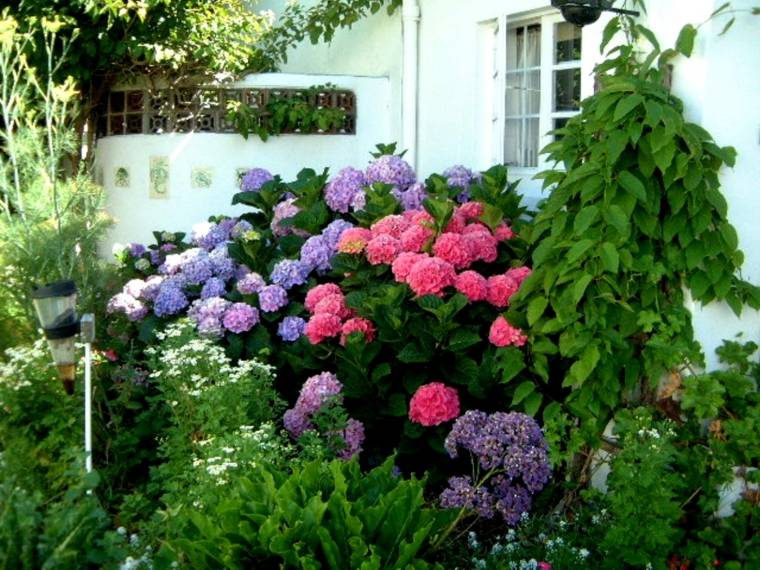 arbusto hortensia originales colores
