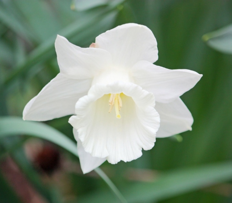 bonito flor narciso color blanco entero