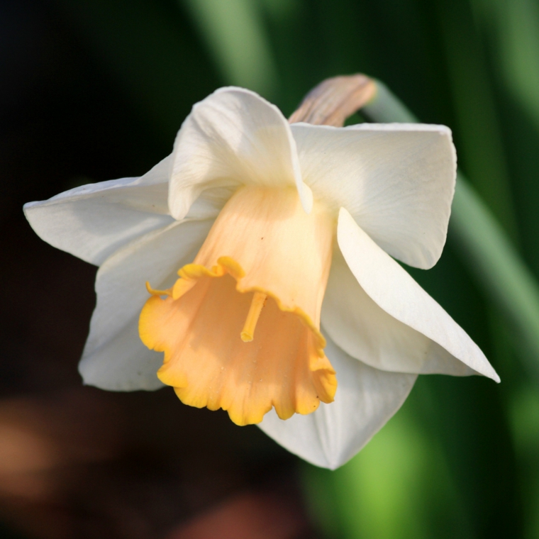 bonito-narciso-color-blanco.jpg