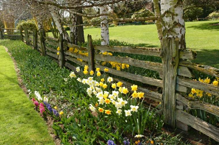 bonitos narcisos valla jardín madera