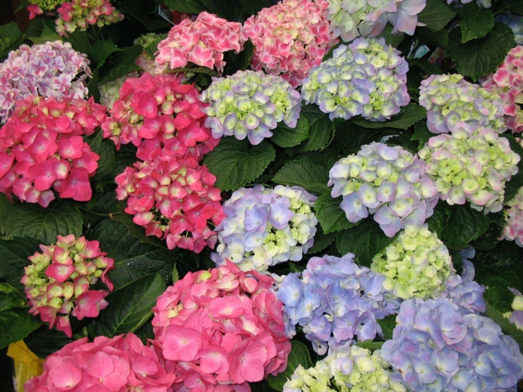 estupendas hortensias colores varios