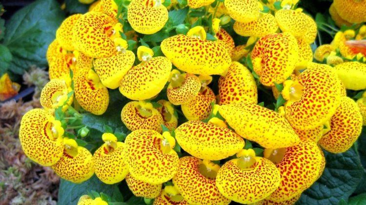estupendas flores amarillas color
