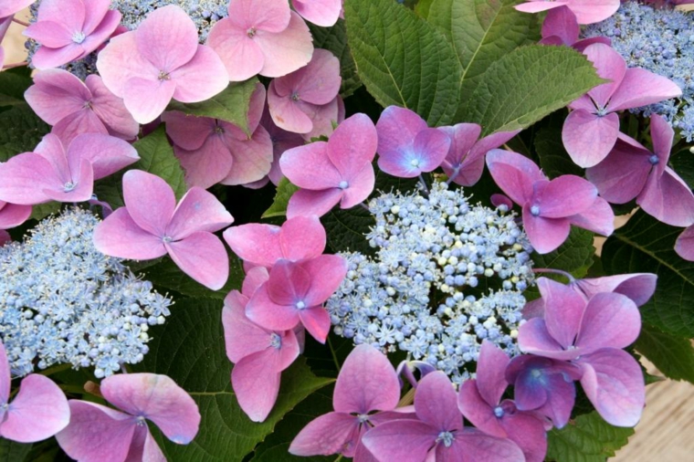 flores hortensia vista cerca