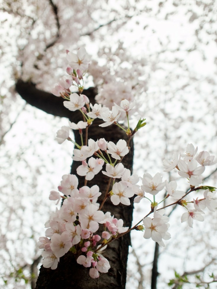 flores de flor de cerejeira