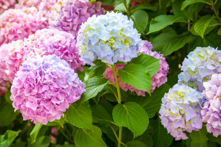 flores hortensia bonita foto