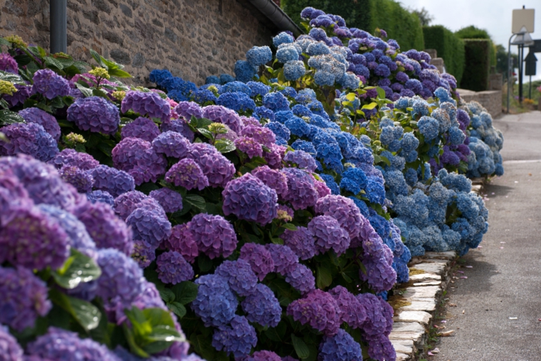 flores hortensia bonitos colores oscuros