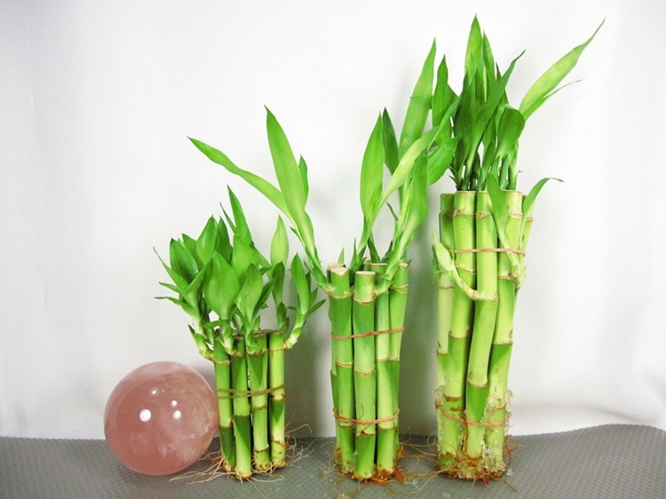 planta bambú