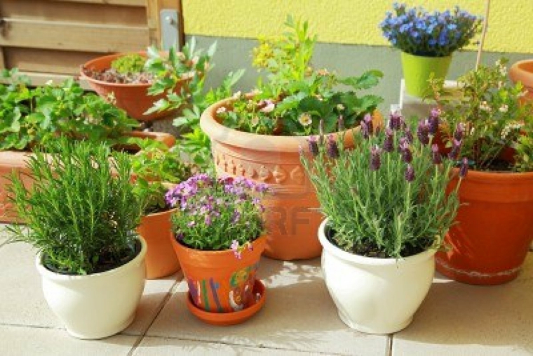decorar muchas macetas flores diferentes