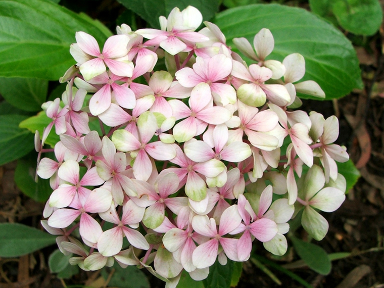 hortensia blanca rosa claro 
