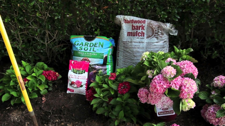 plantar hortensia siembra cuidados