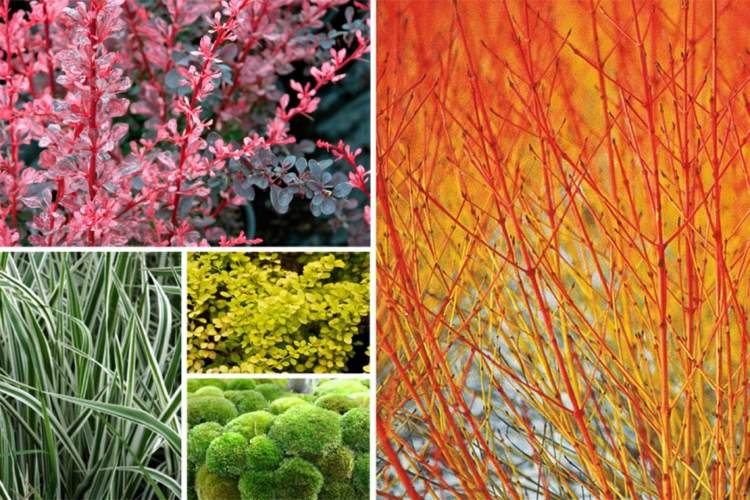 selección plantas diferentes colores