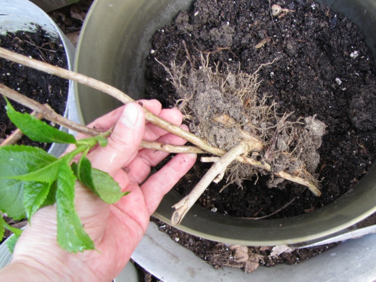 transplantar hortensia maceta tierra