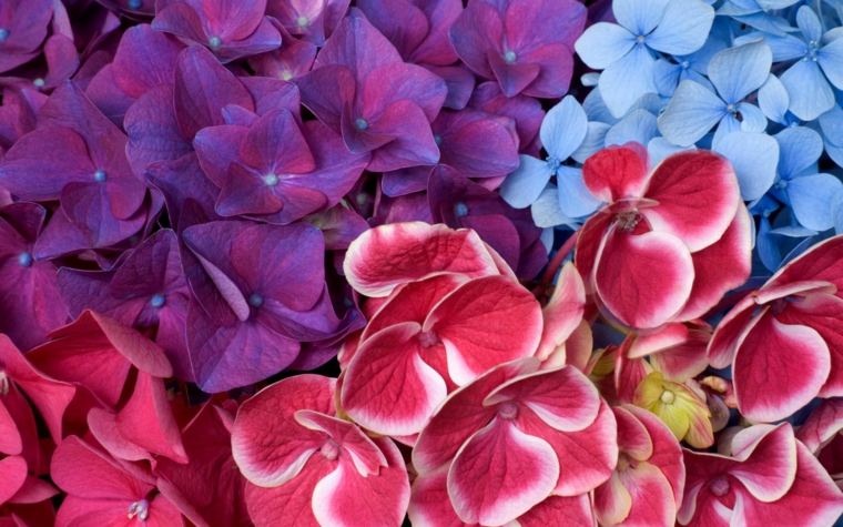 flores de hortensia colores vibrantes