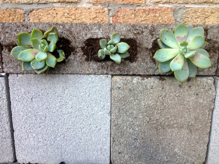 ladrillos de cemento con plantas agujeros pared ladrillos cemento plantas