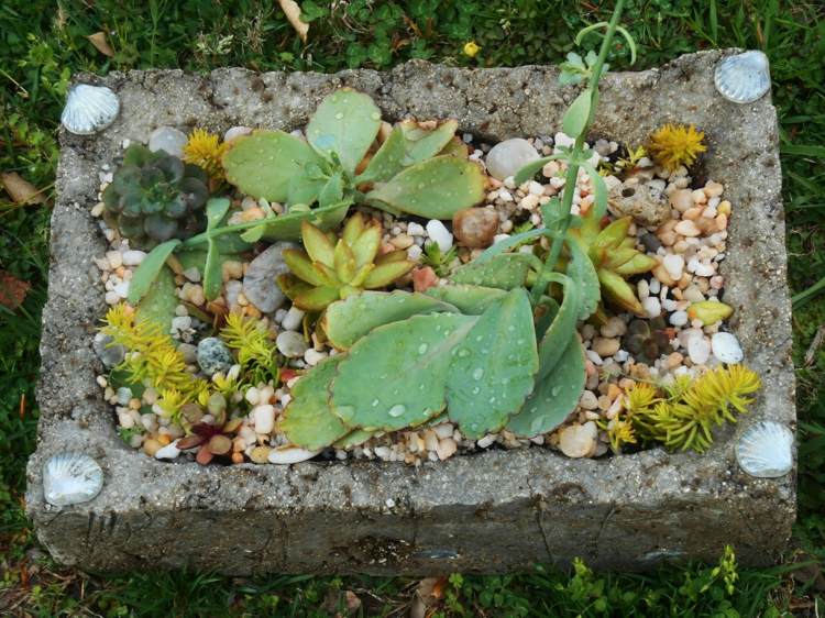bonita jardinera plantas suculentas rocas