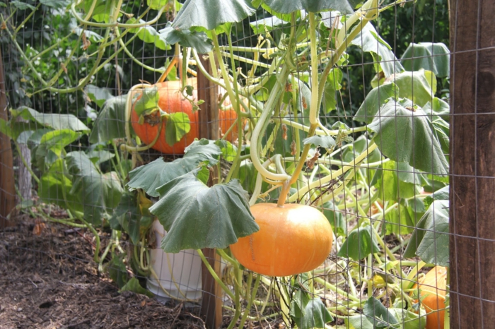 calabazas detalles plantas suelos frutos casas
