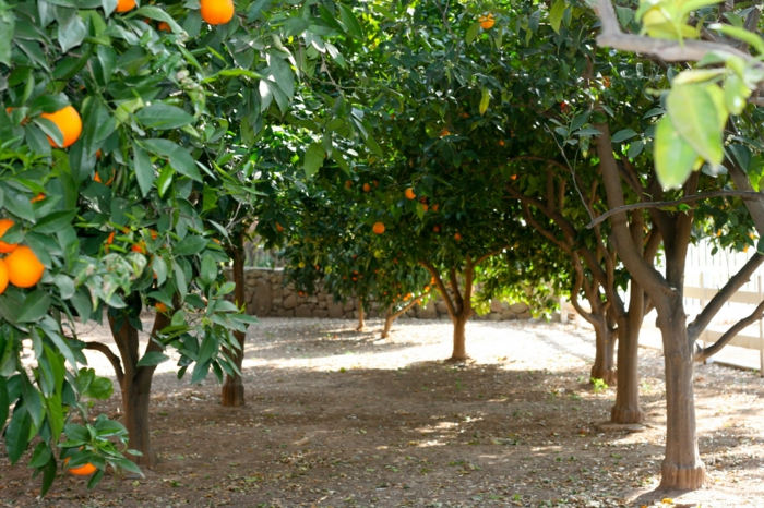 citricos plantas altas salidas soluciones colores